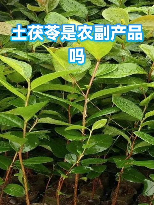 b2bmarkdown:## 一,农副产品的定义与范围\n\n农副产品通常指农业生产