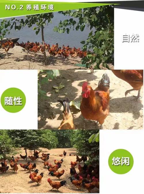 丰县农副土特产品合作社 助力乡村振兴的农副土特产品发展之路